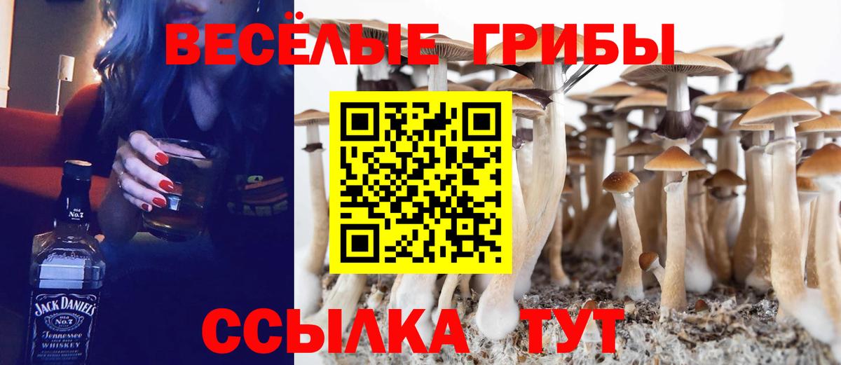 купить наркотики сайты  Вход с VPN  Курчалой  Псилоцибиновые грибы Psilocybine cubensis  Галлюциногенные грибы Cubensis 